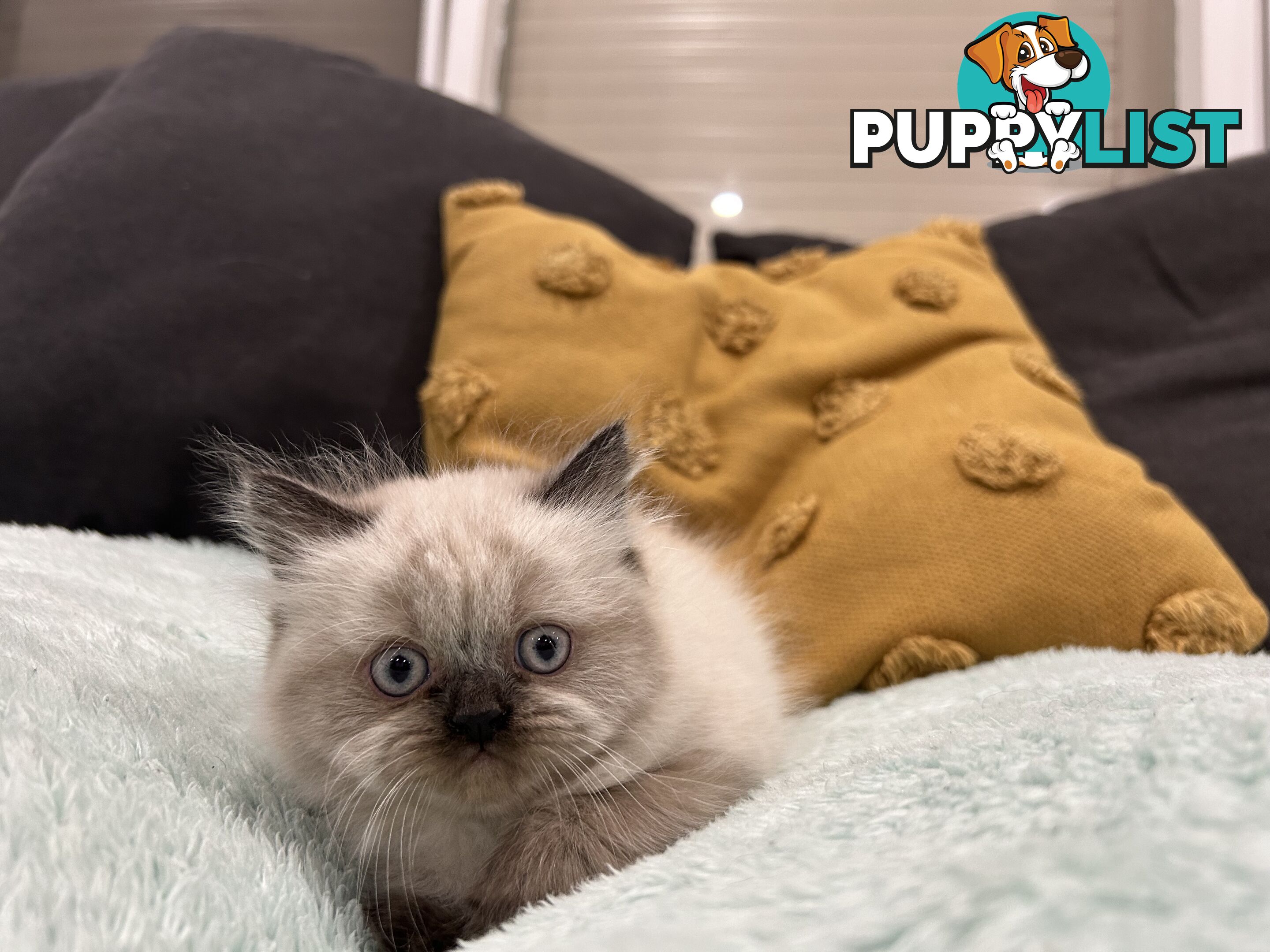 Purebred British longhair/Shorthair Kitten