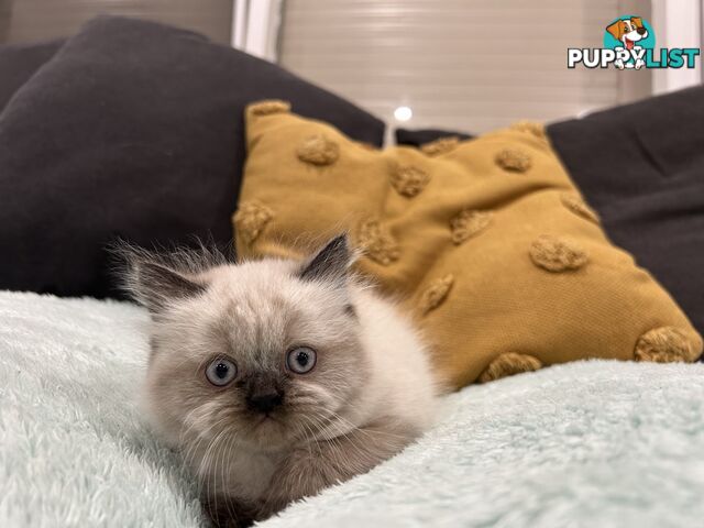 Purebred British longhair/Shorthair Kitten