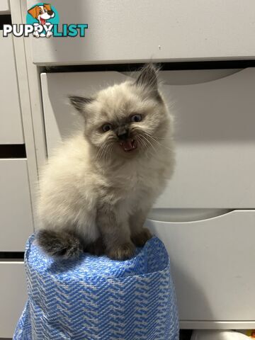 Purebred British longhair/Shorthair Kitten