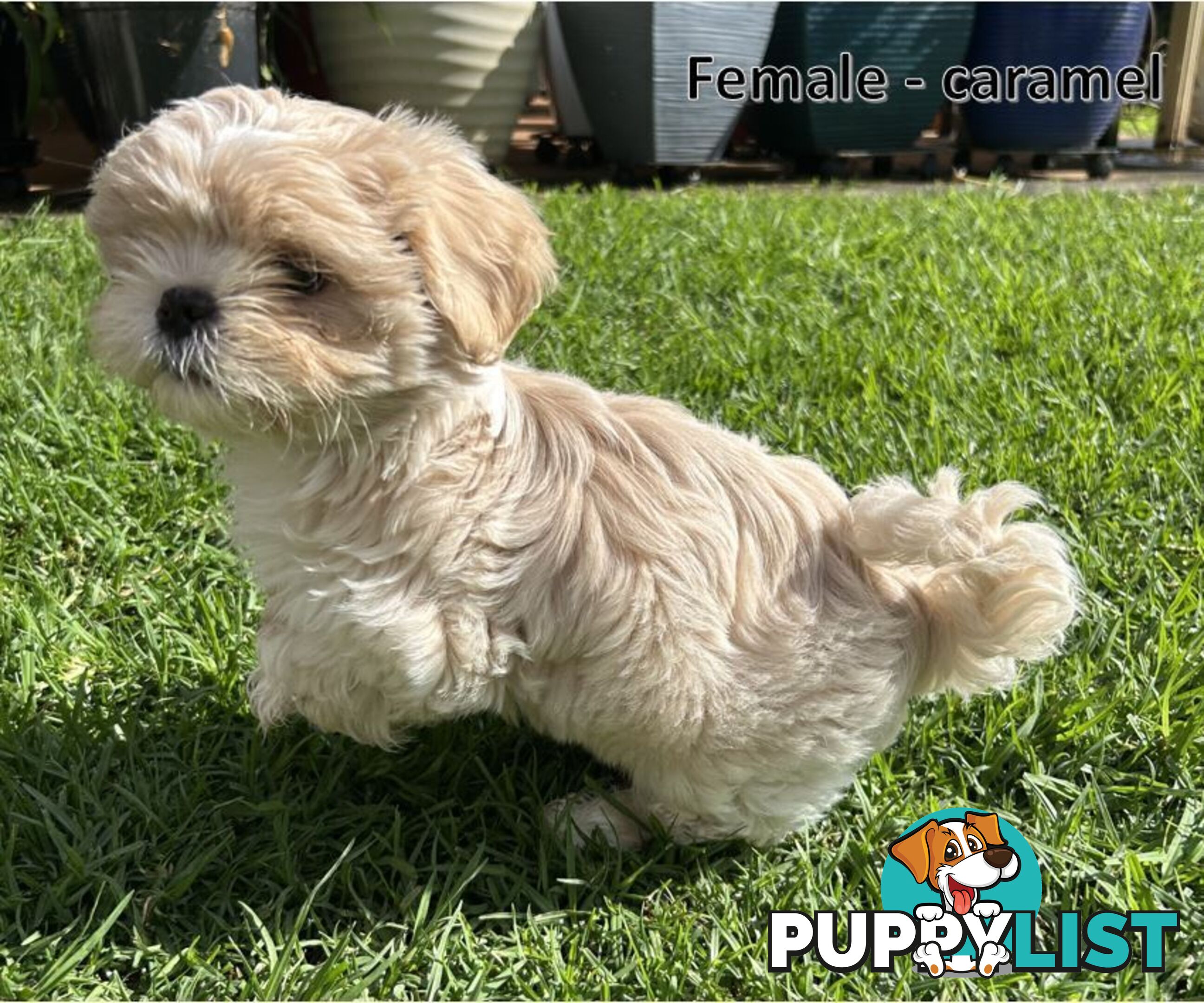 Purebred Shih Tzu puppies