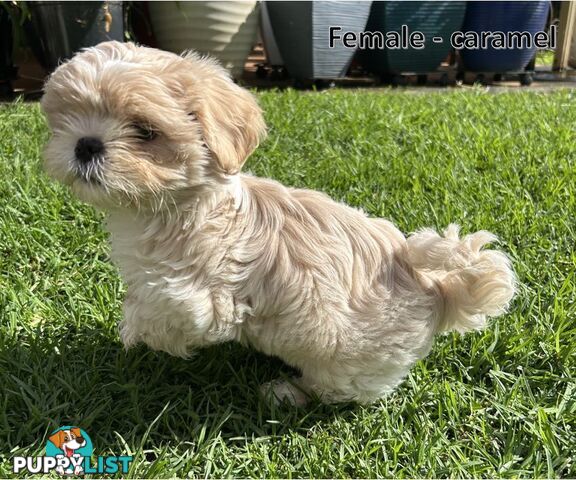 Purebred Shih Tzu puppies