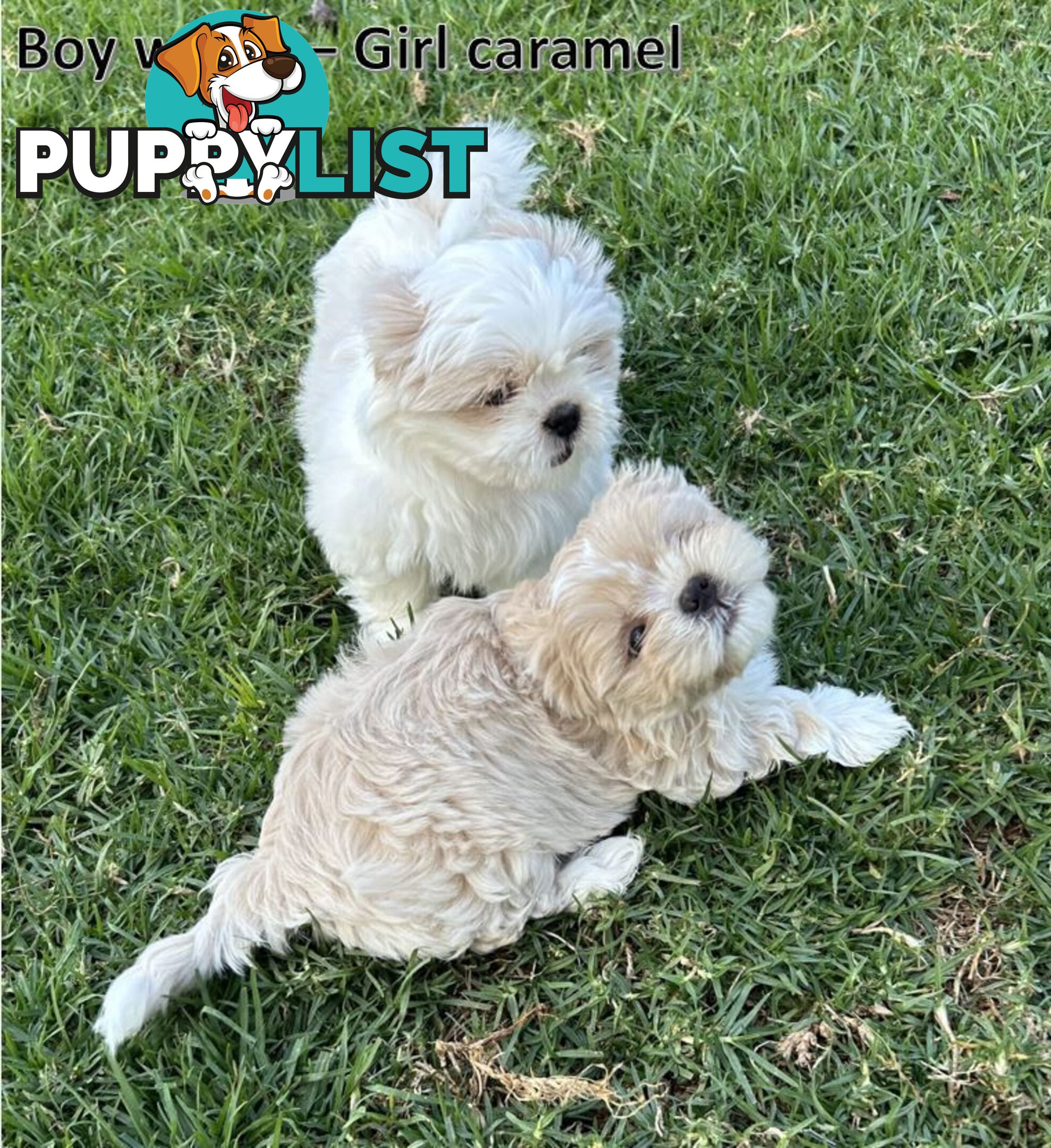 Purebred Shih Tzu puppies