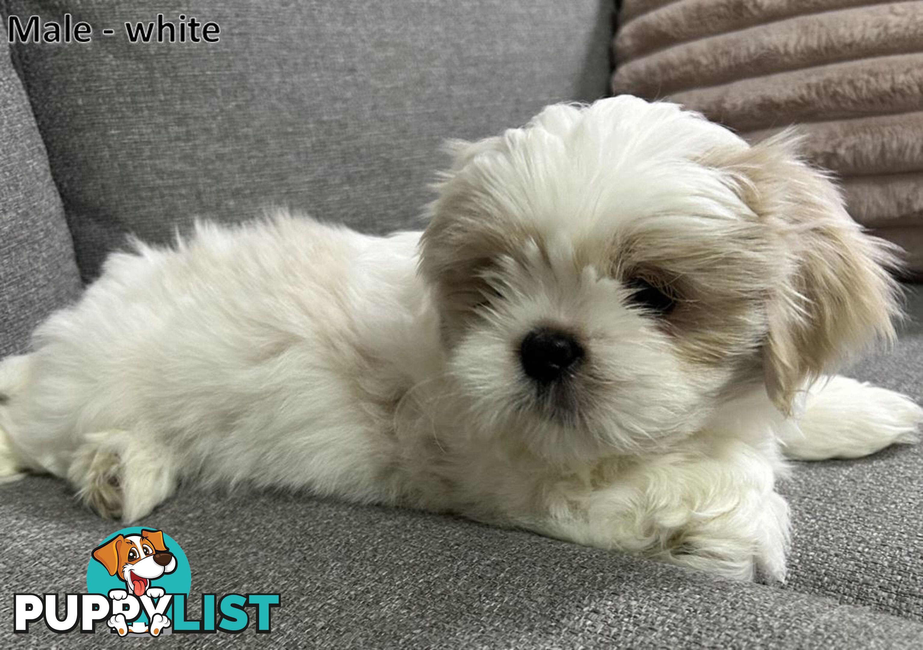 Purebred Shih Tzu puppies