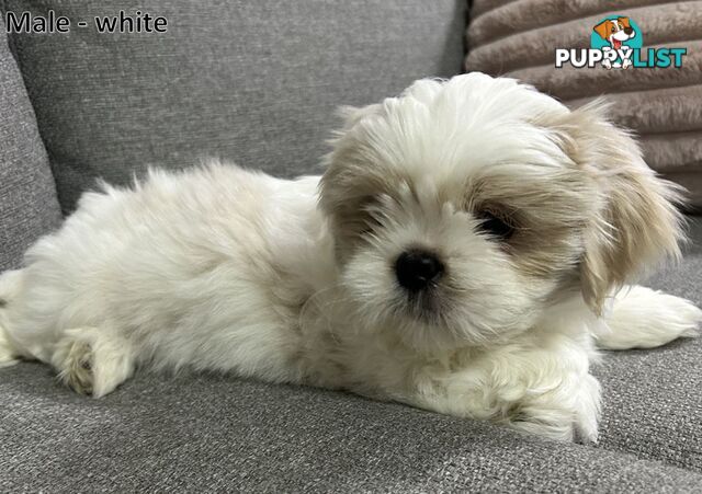 Purebred Shih Tzu puppies