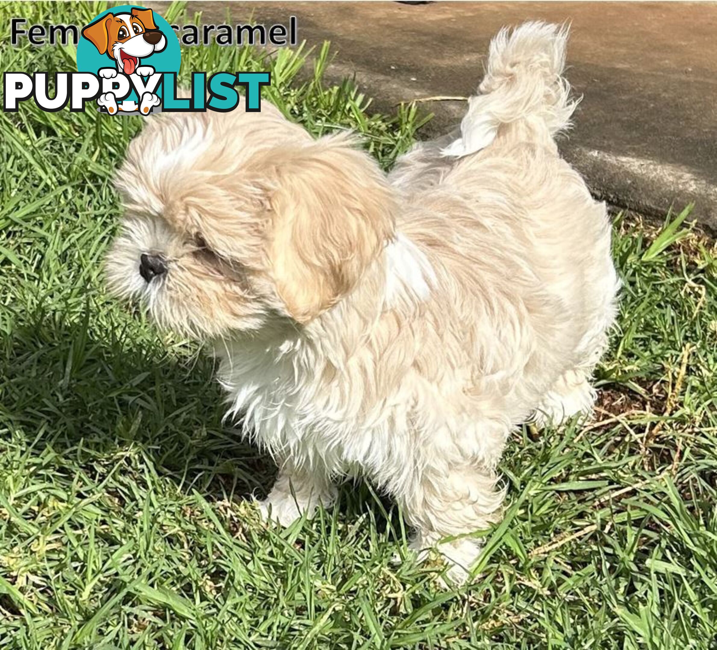 Purebred Shih Tzu puppies