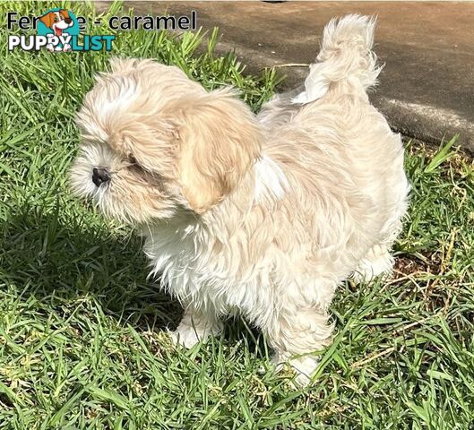 Purebred Shih Tzu puppies