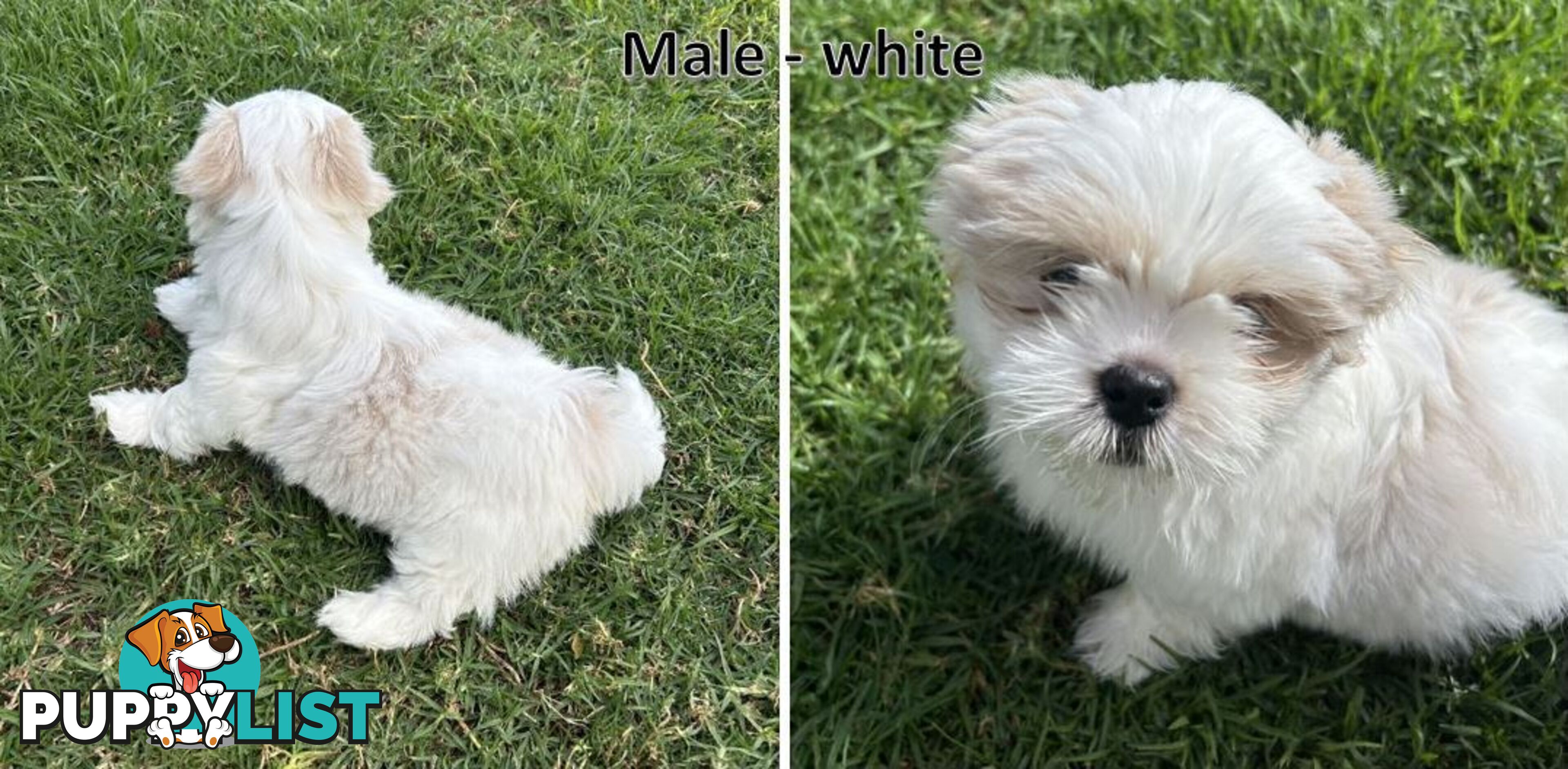 Purebred Shih Tzu puppies