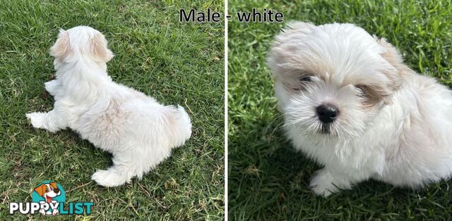 Purebred Shih Tzu puppies
