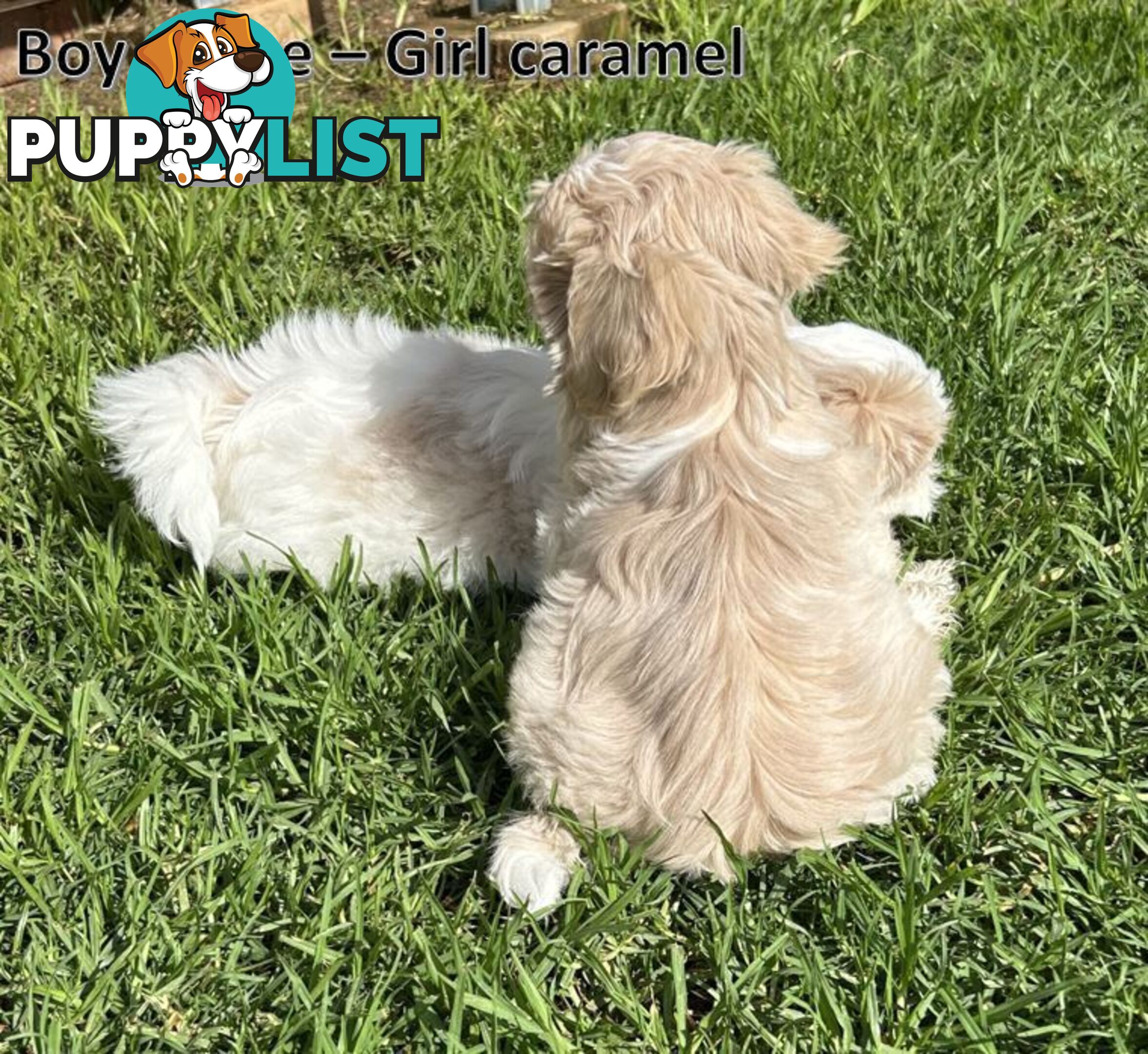 Purebred Shih Tzu puppies