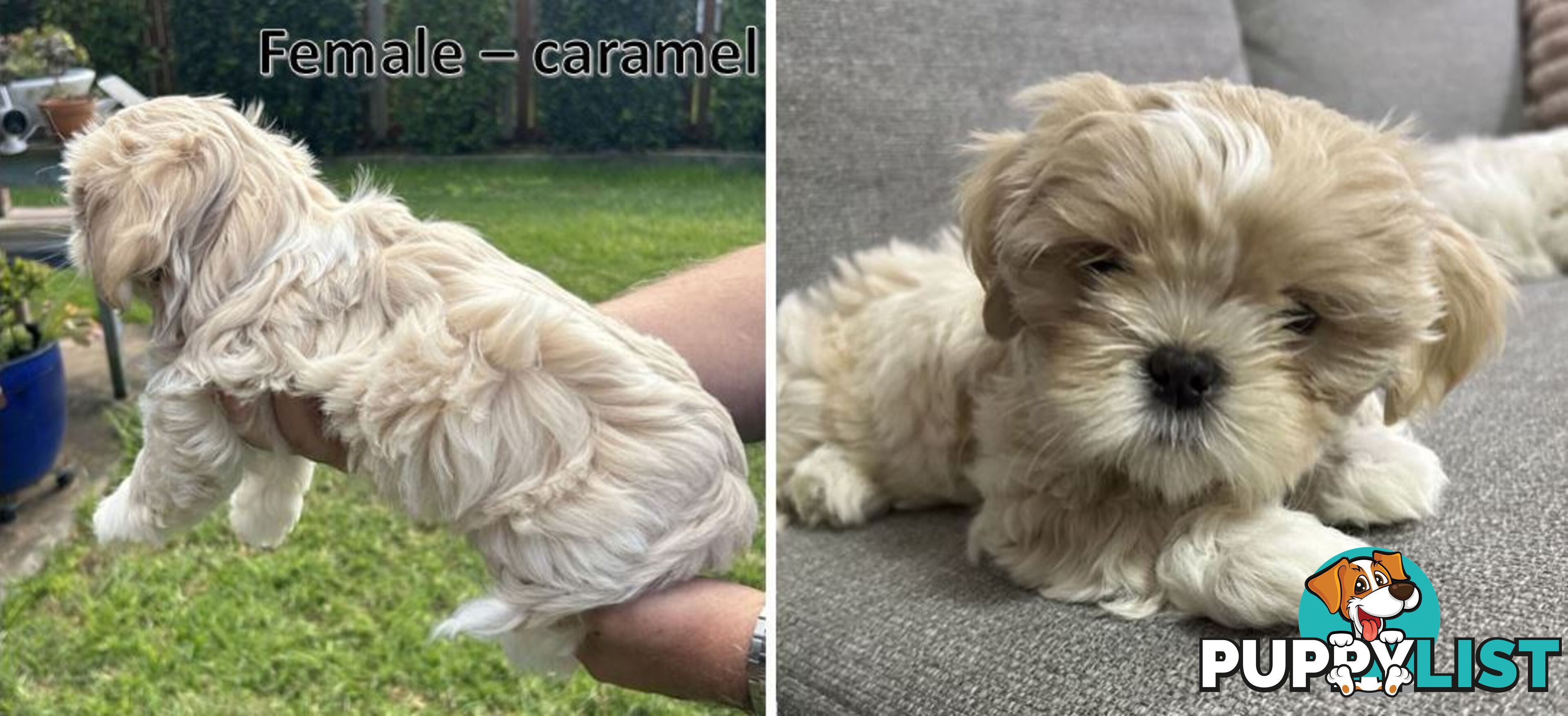 Purebred Shih Tzu puppies