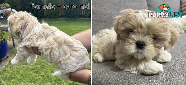 Purebred Shih Tzu puppies