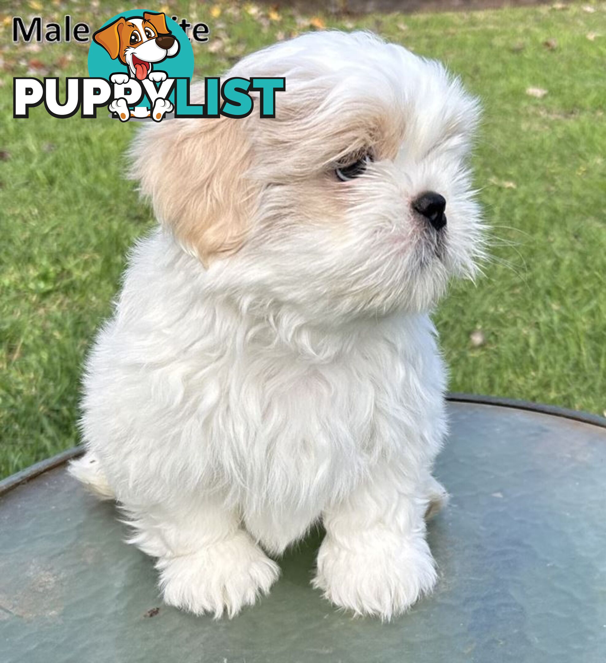 Purebred Shih Tzu puppies
