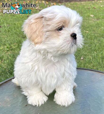 Purebred Shih Tzu puppies