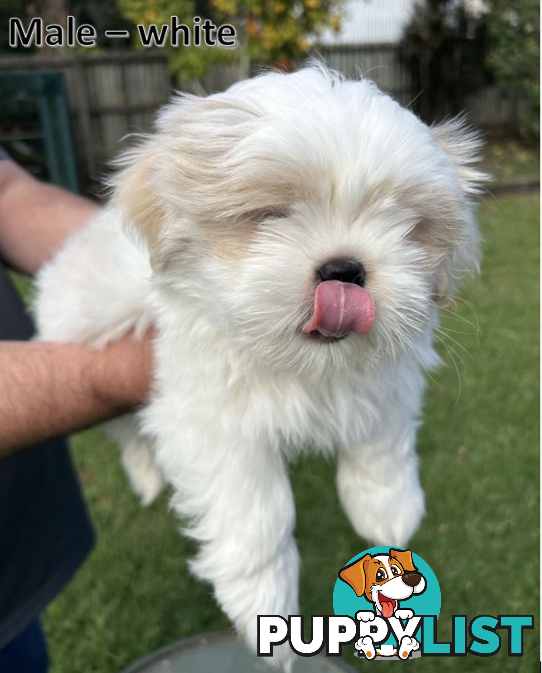 Purebred Shih Tzu puppies