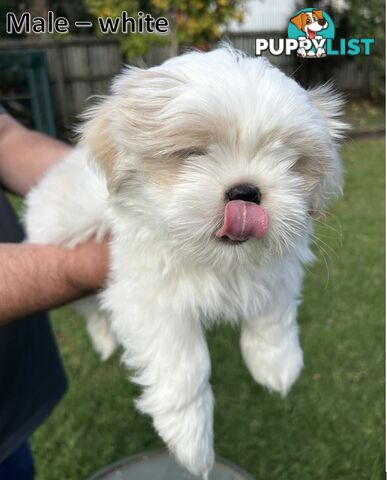 Purebred Shih Tzu puppies