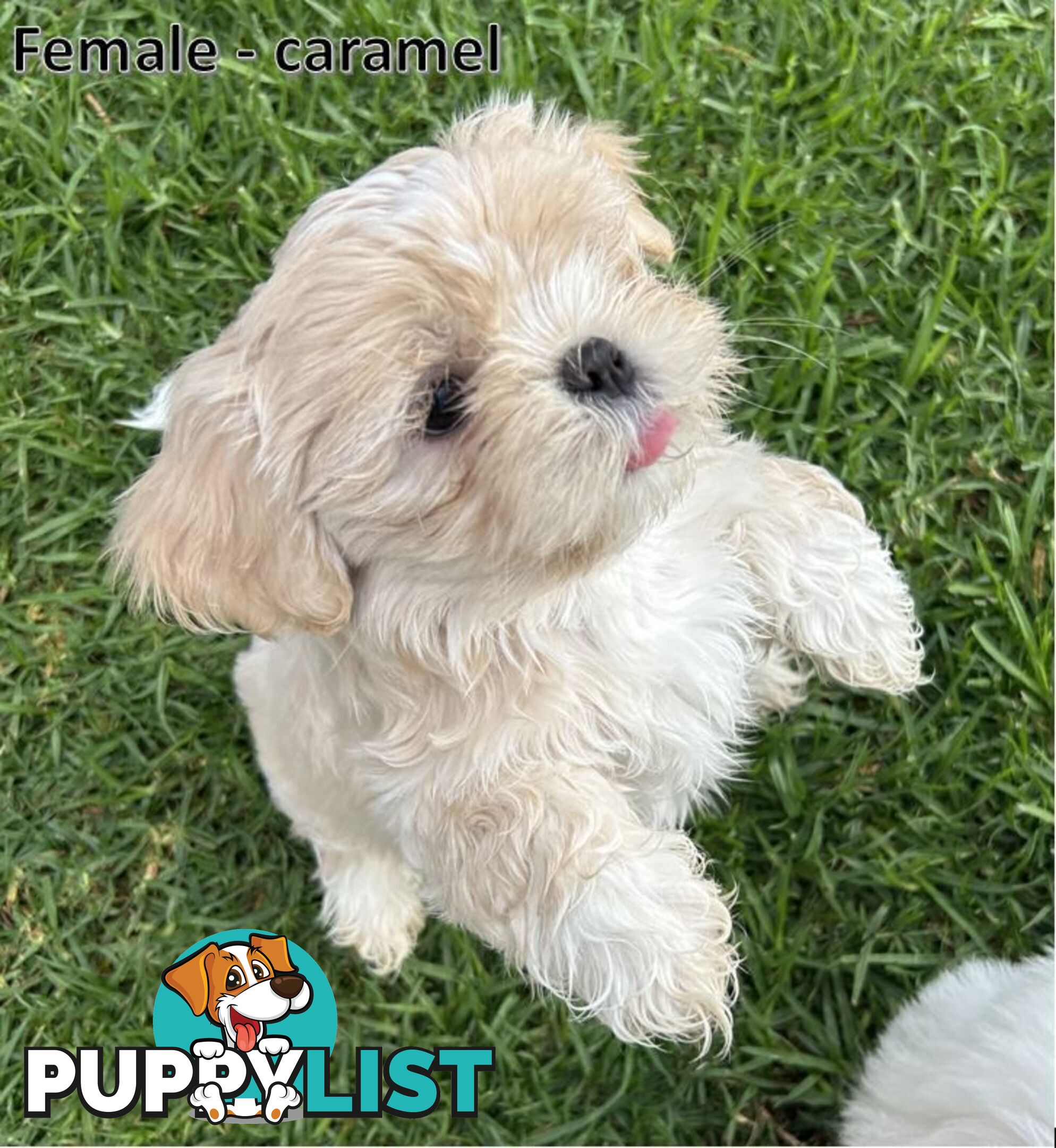 Purebred Shih Tzu puppies