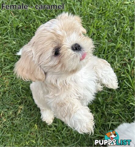 Purebred Shih Tzu puppies