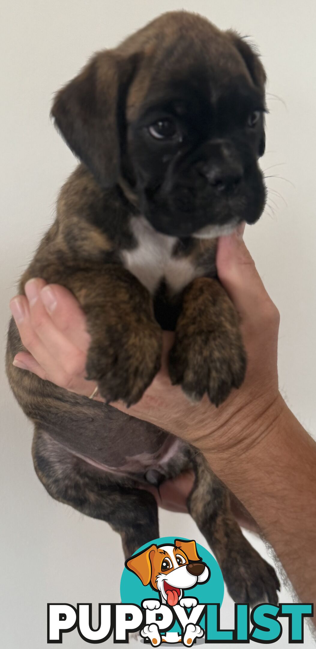 Pedigree Boxers with champion bloodlines