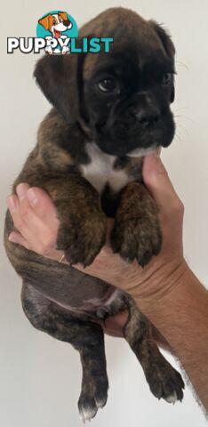 Pedigree Boxers with champion bloodlines