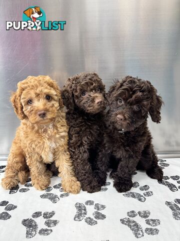 Toy Cavoodles for sale