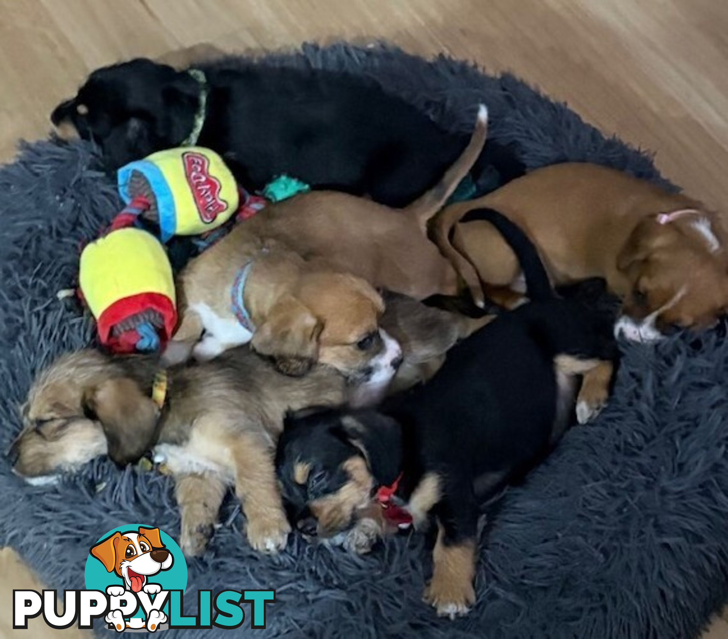 5 x Schweenie Pups for Sale.