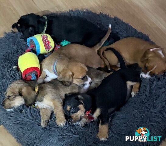 5 x Schweenie Pups for Sale.