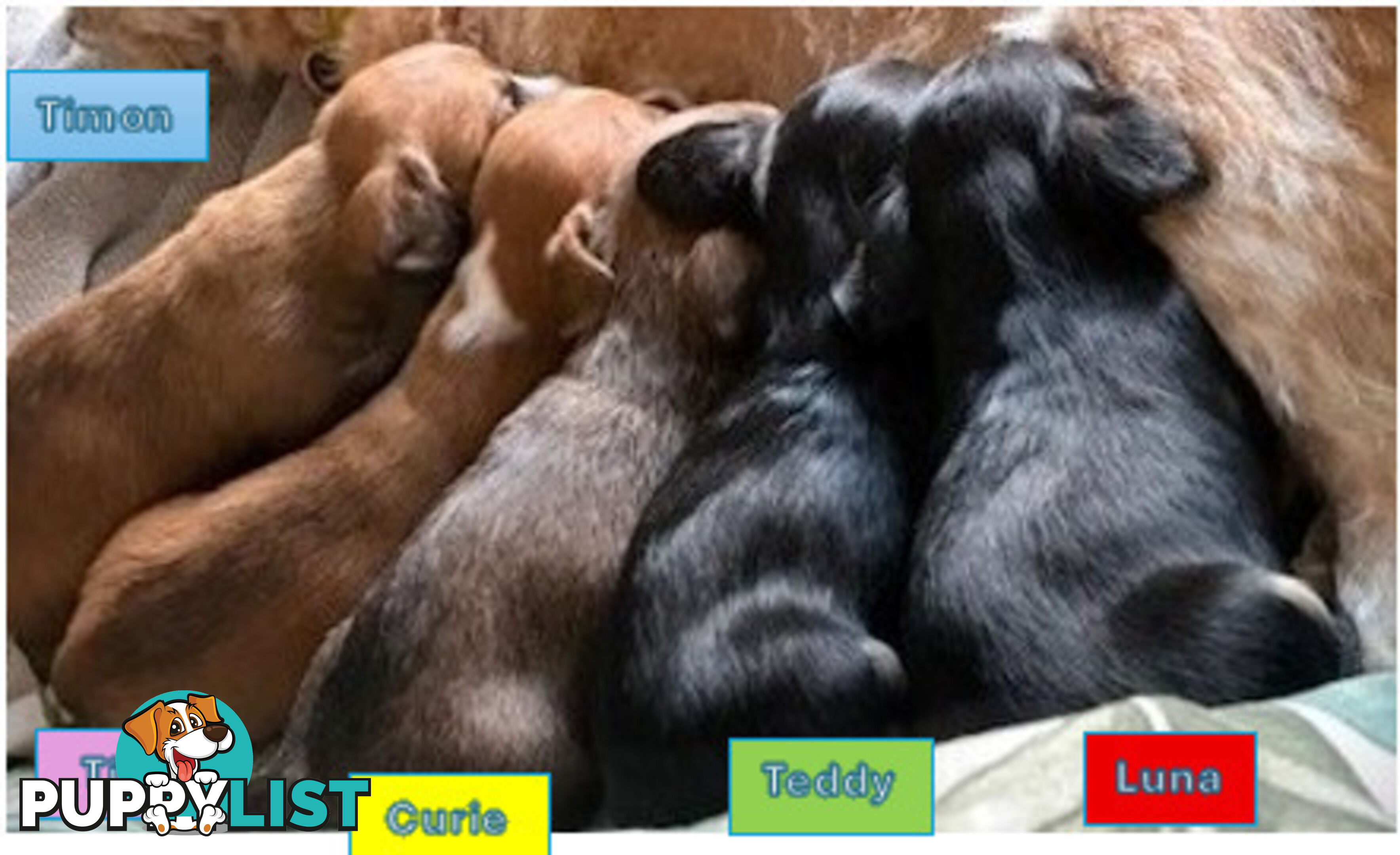 5 x Schweenie Pups for Sale.