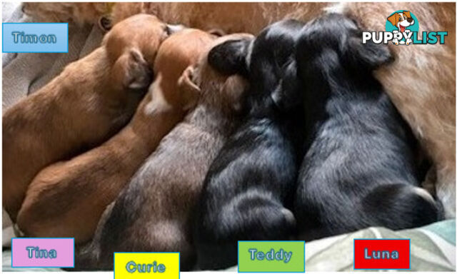 5 x Schweenie Pups for Sale.