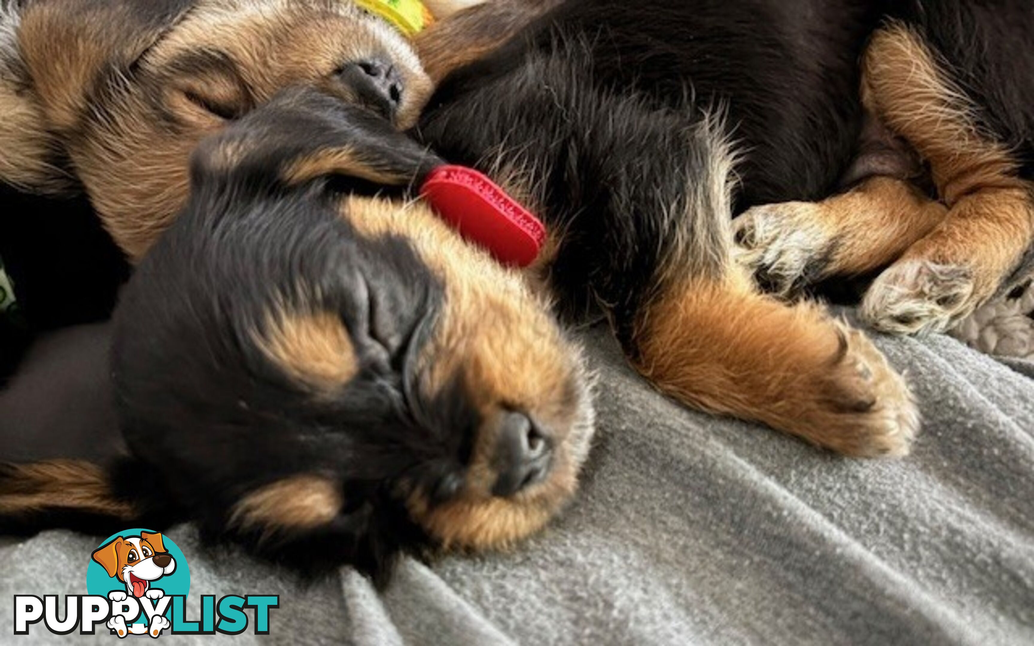5 x Schweenie Pups for Sale.