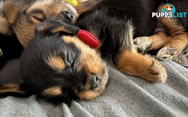 5 x Schweenie Pups for Sale.