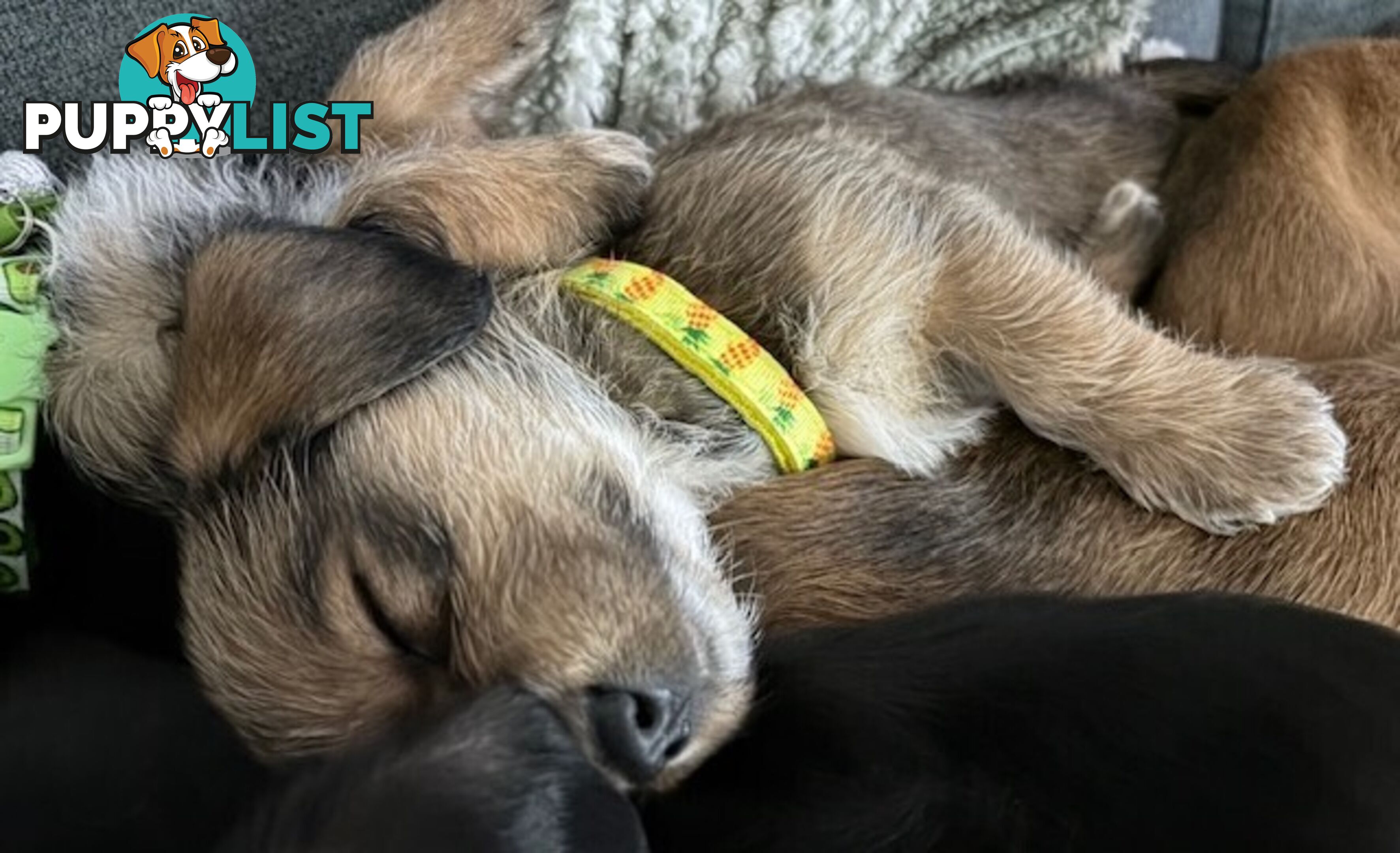 5 x Schweenie Pups for Sale.