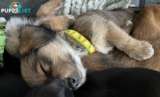 5 x Schweenie Pups for Sale.