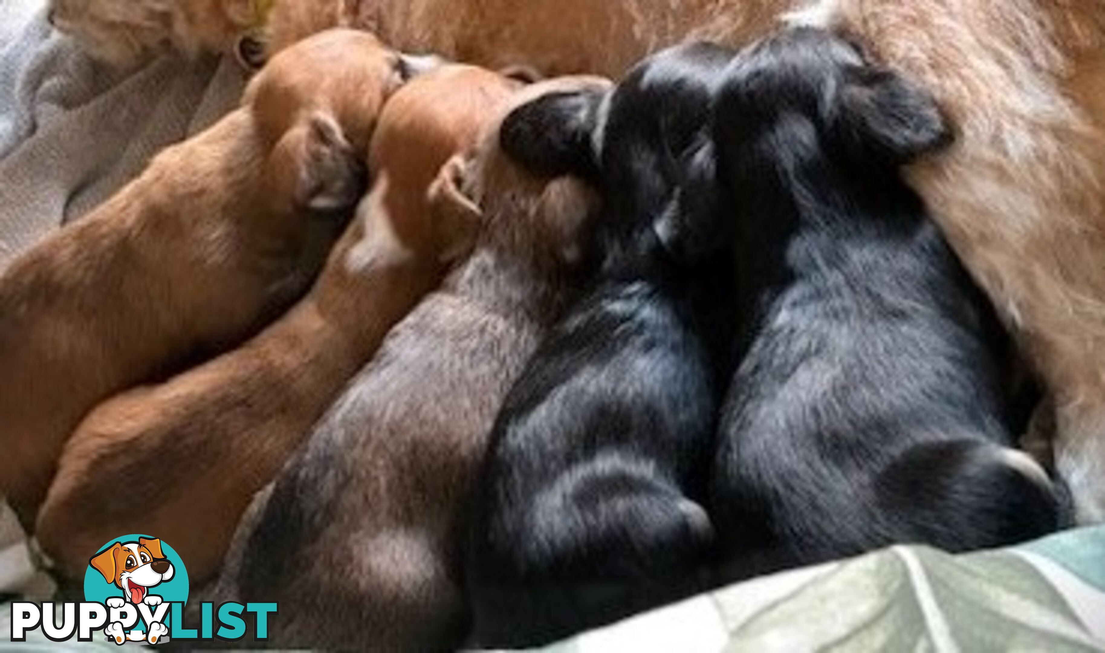 5 x Schweenie Pups for Sale.
