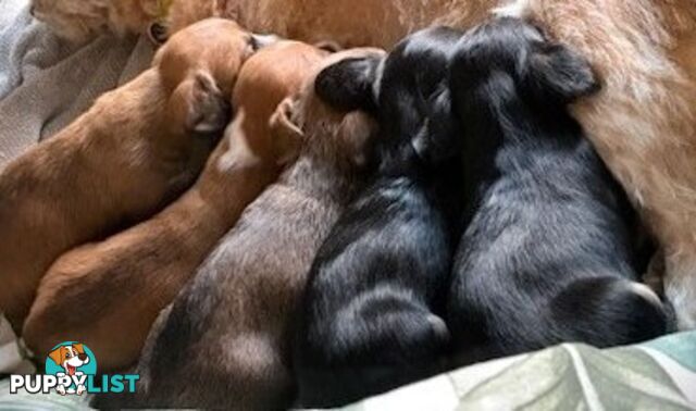 5 x Schweenie Pups for Sale.