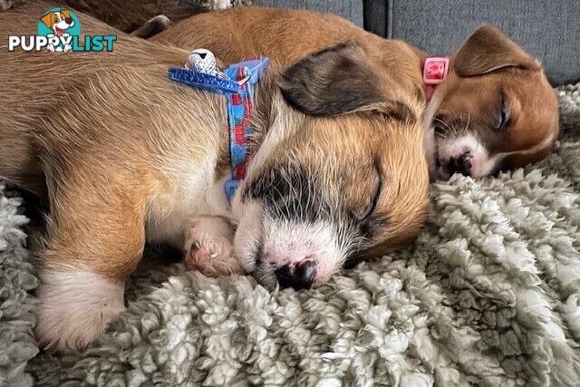 5 x Schweenie Pups for Sale.