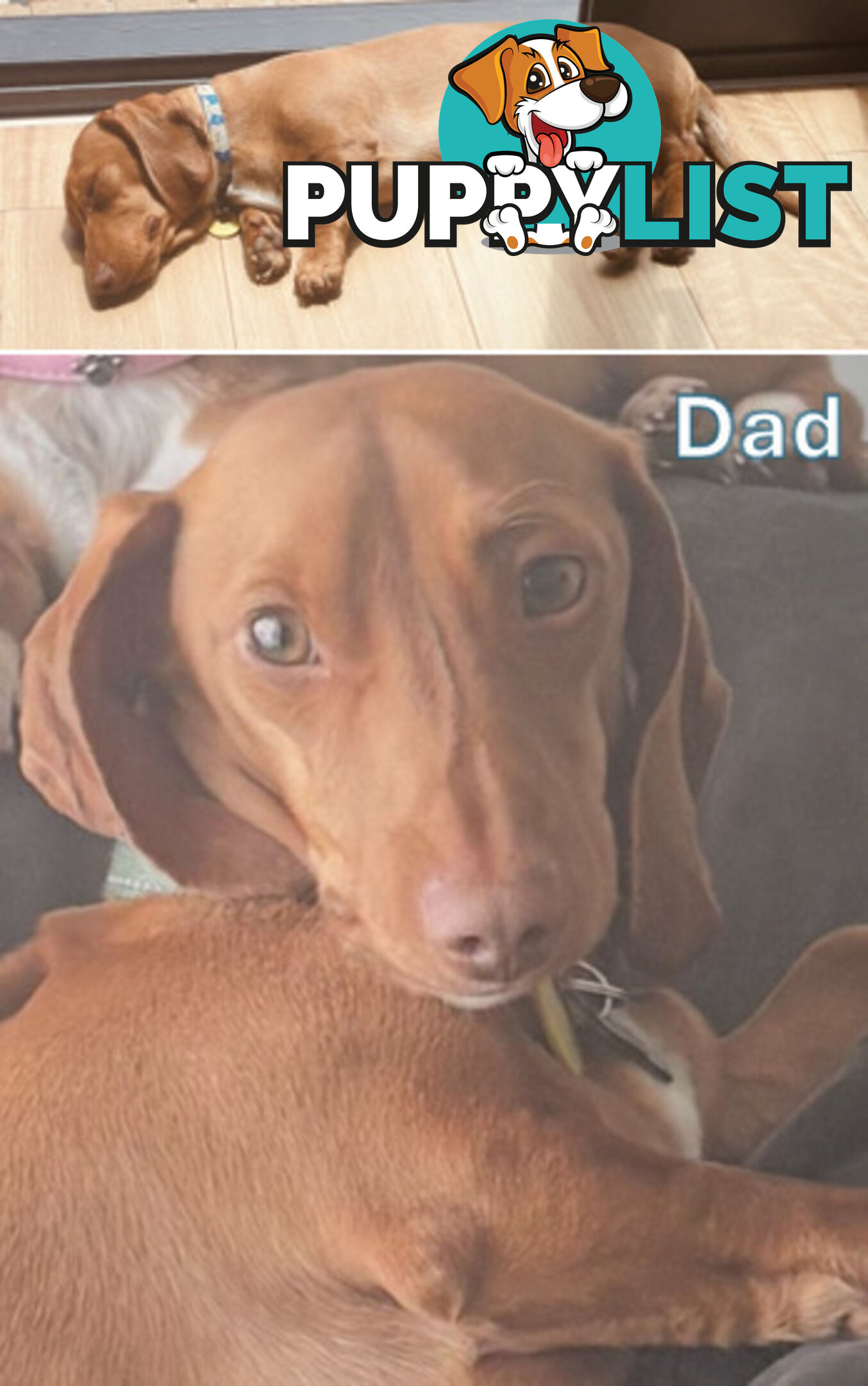 5 x Schweenie Pups for Sale.