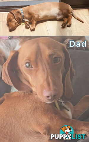 5 x Schweenie Pups for Sale.