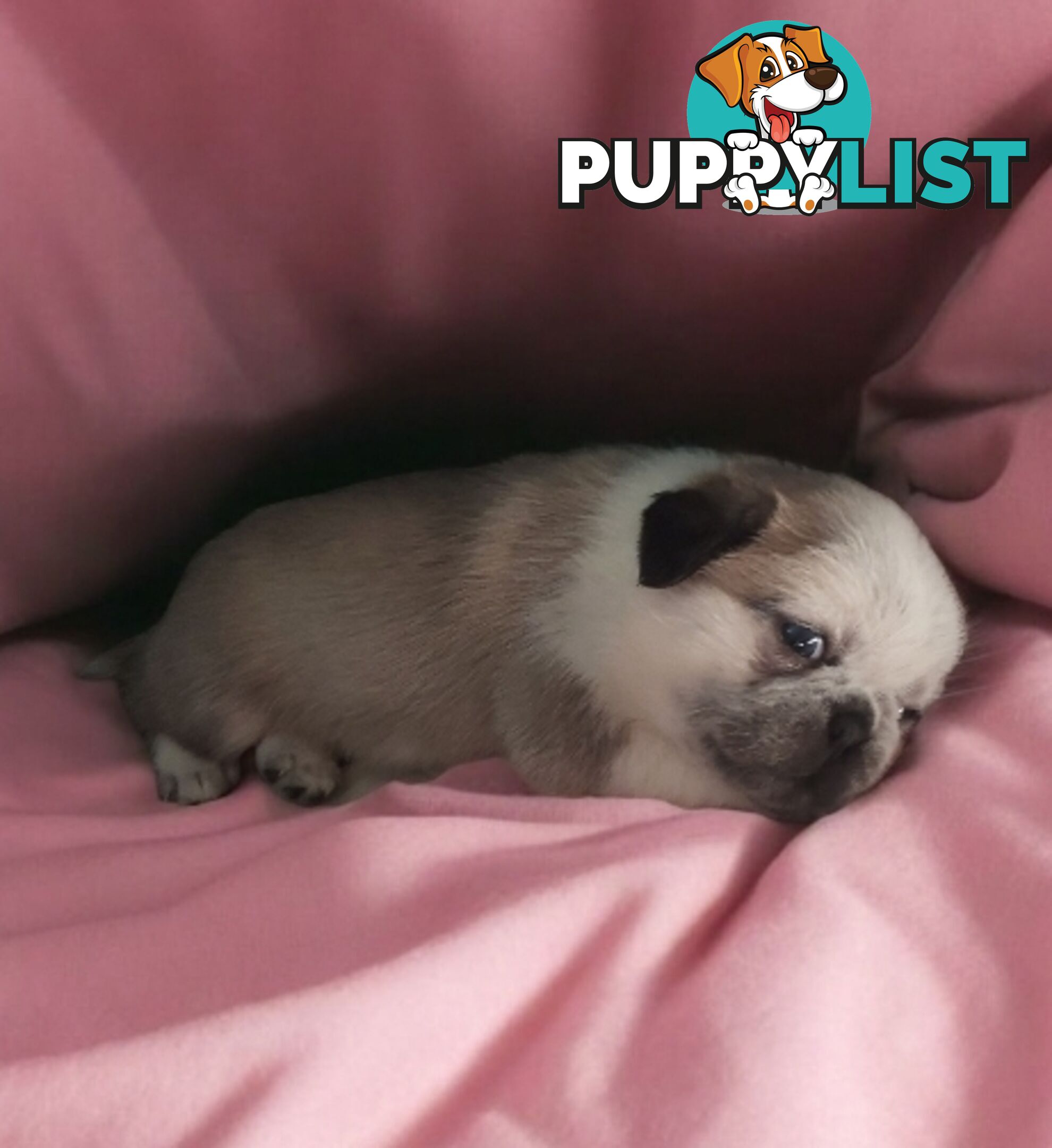 Purebreed Pug puppies