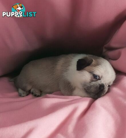 Purebreed Pug puppies