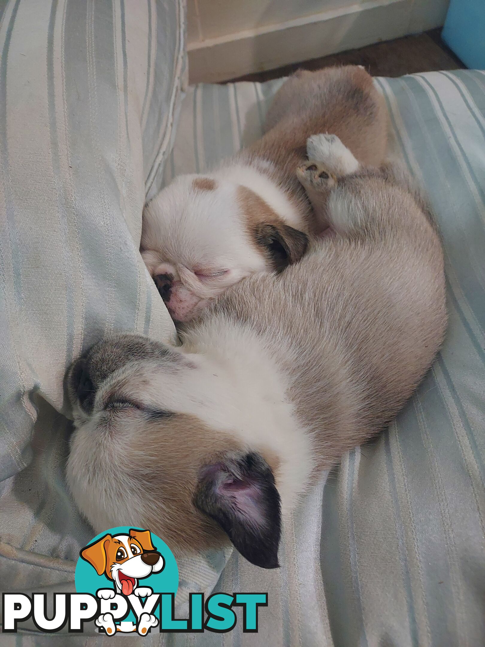 Purebreed Pug puppies