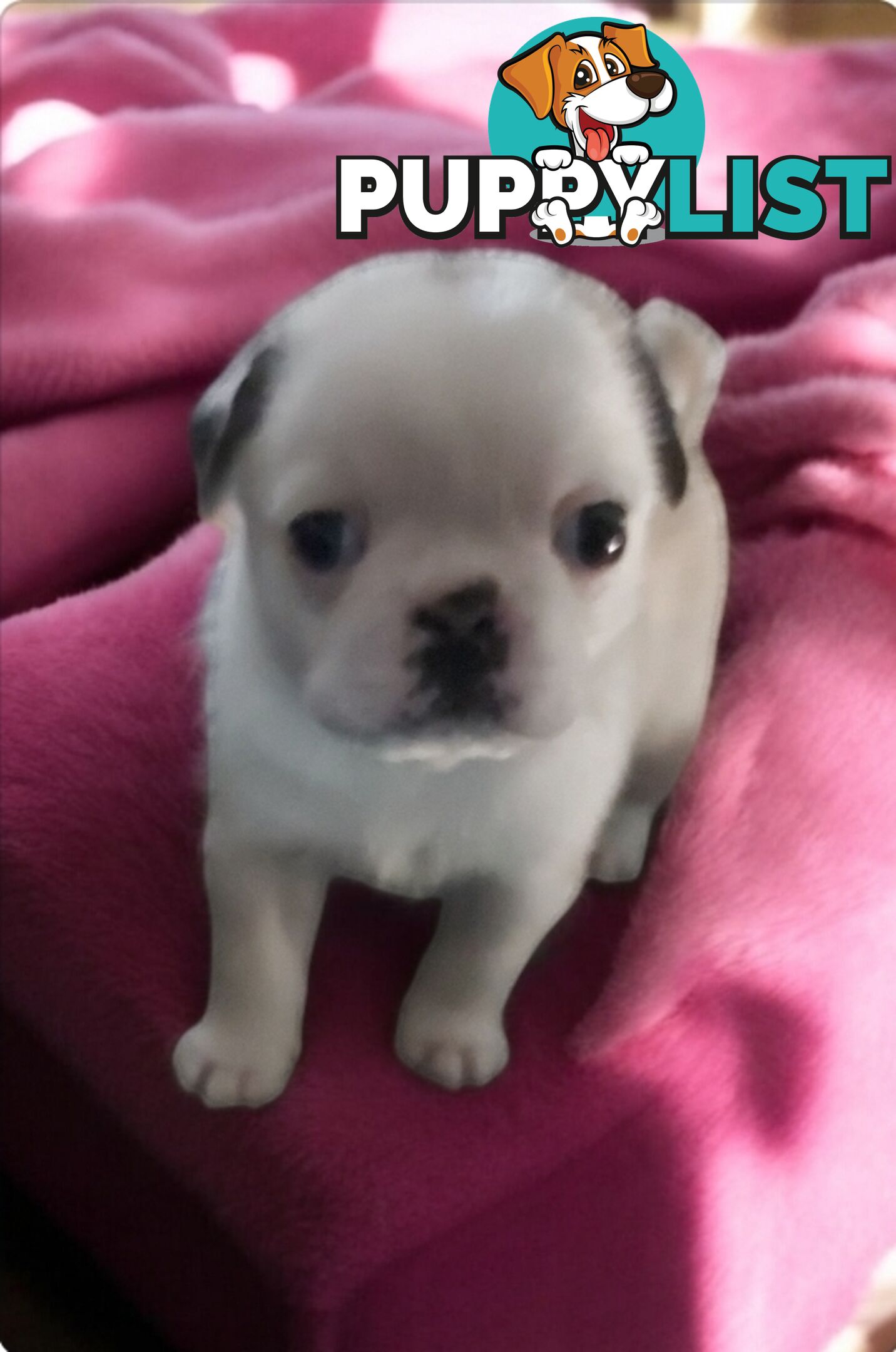 Purebreed Pug puppies