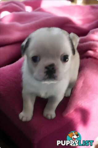 Purebreed Pug puppies