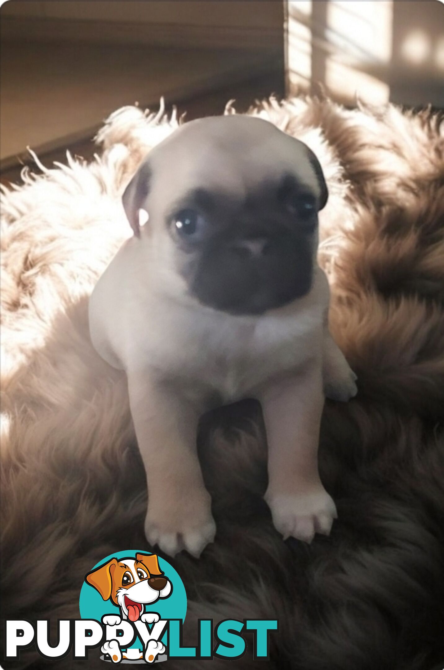 Purebreed Pug puppies