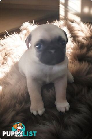 Purebreed Pug puppies