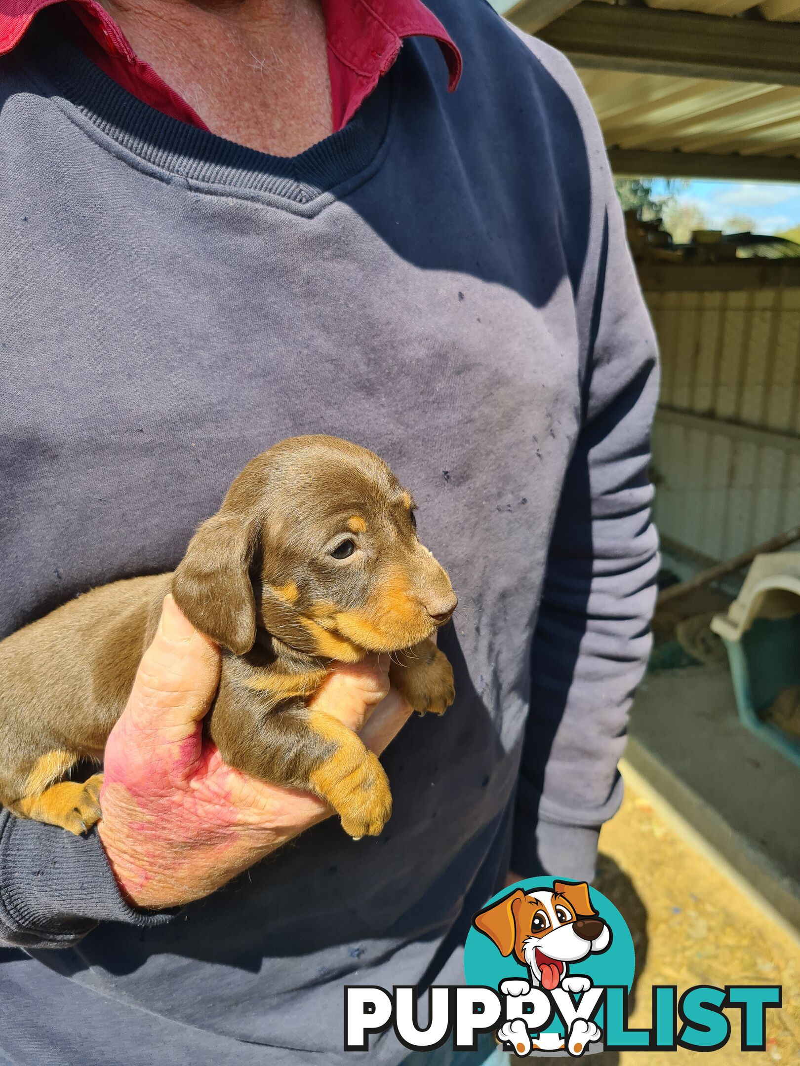 MINI DACHSHUND puppies