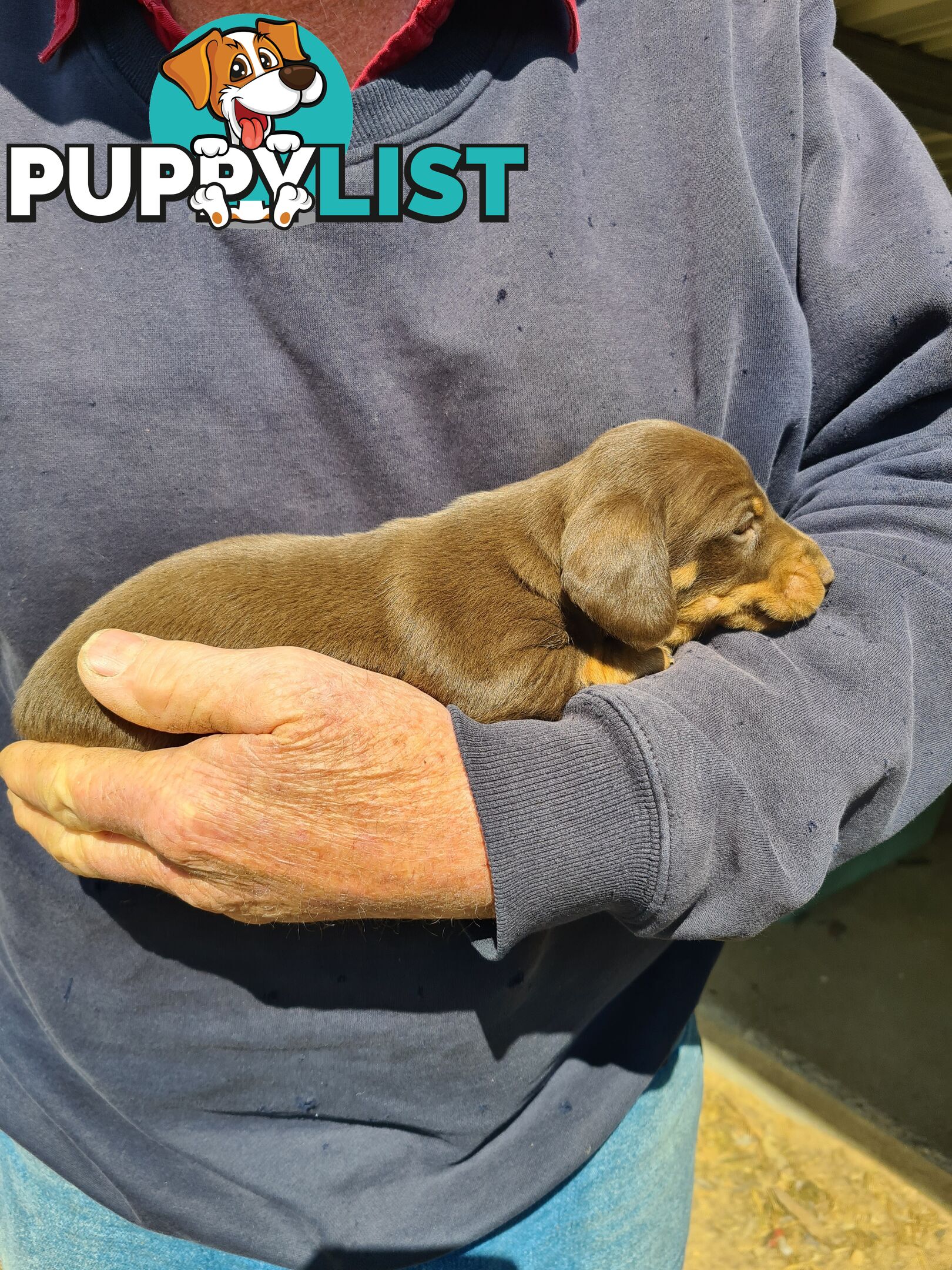 MINI DACHSHUND puppies