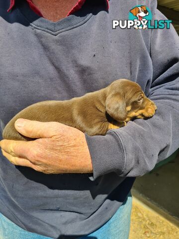 MINI DACHSHUND puppies