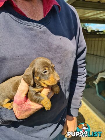 MINI DACHSHUND puppies