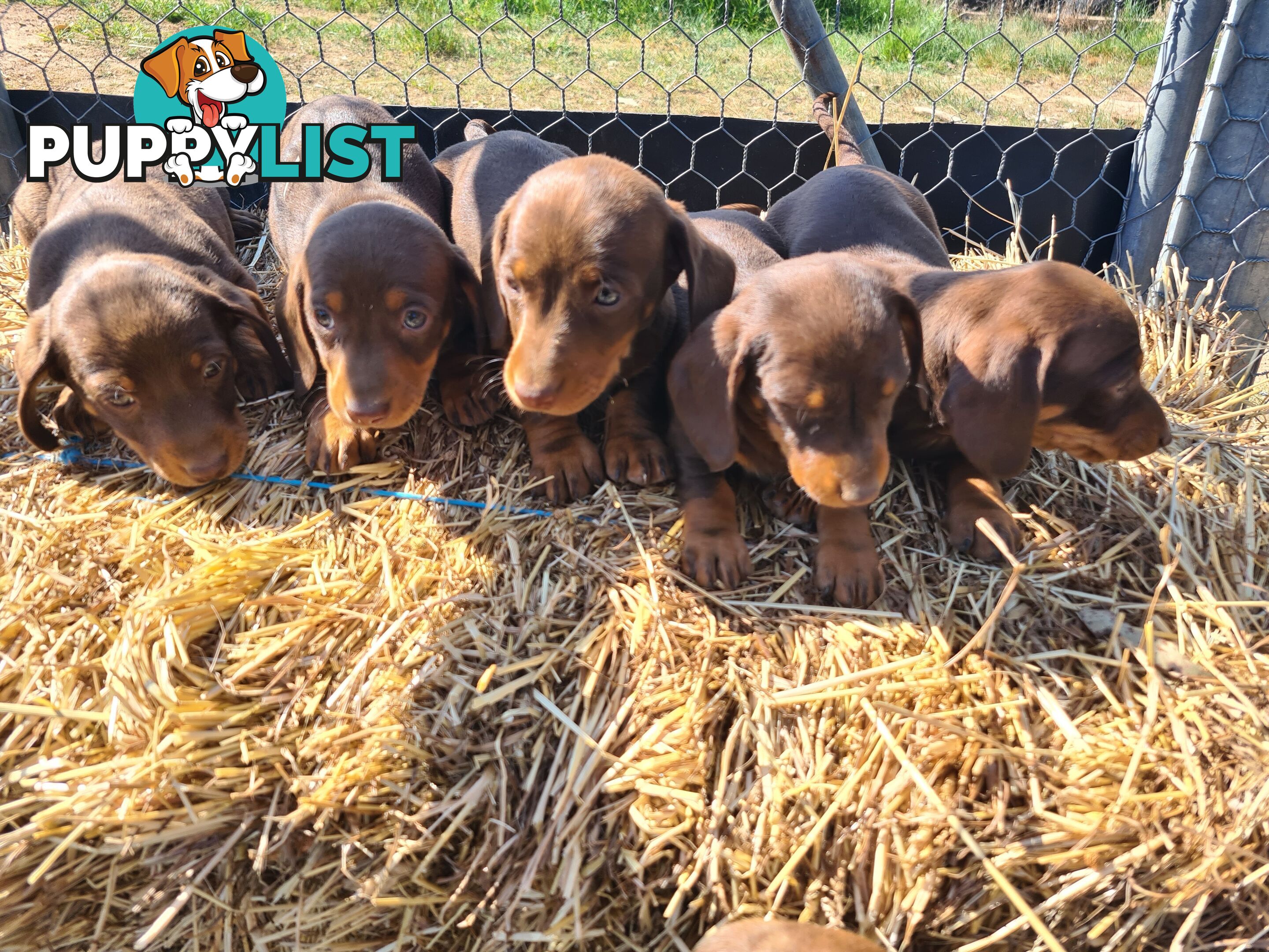 MINI DACHSHUND puppies