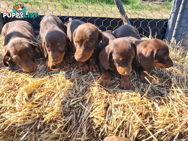 MINI DACHSHUND puppies